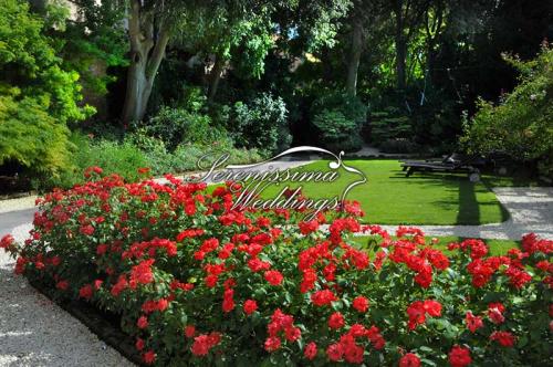 garden in flowers